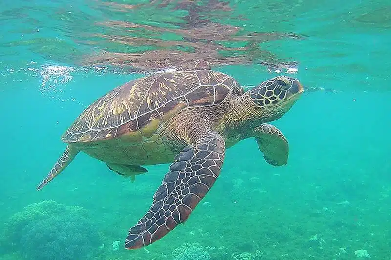 apo island en filipinas