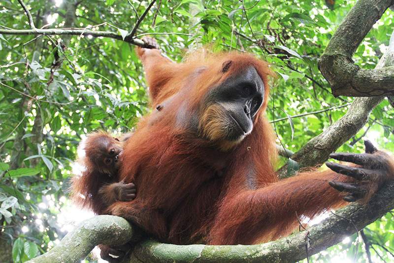 3 semanas en indonesia