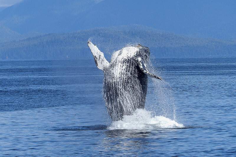 dónde ver ballenas