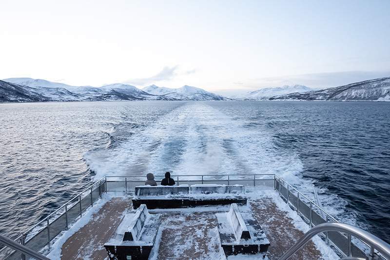 ballenas en Skjervoy