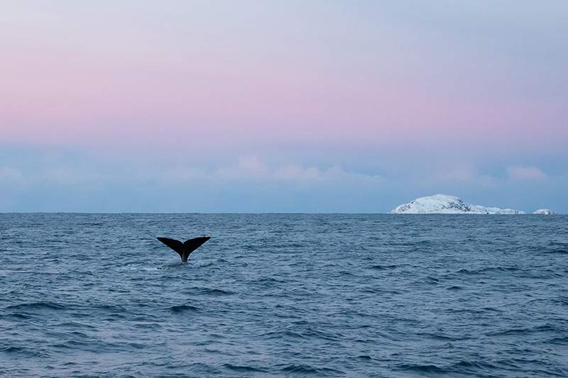 ballenas en Noruega