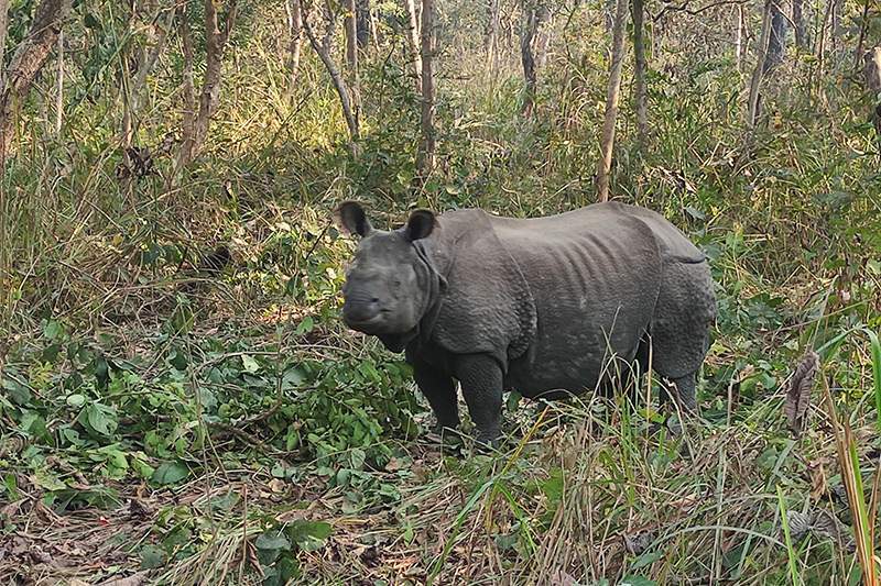 2 Semanas en Nepal: Chitwan