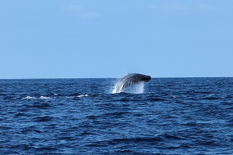 observación de ballenas en azores