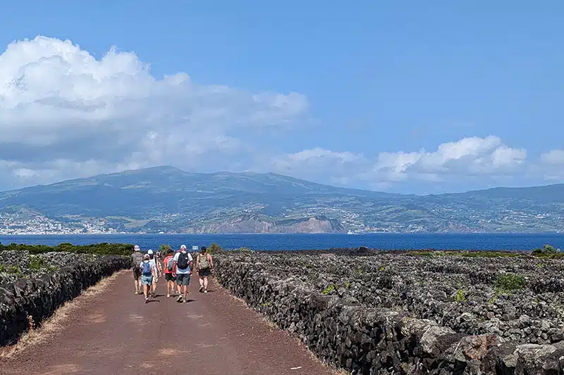 viñedos de Pico, Azores