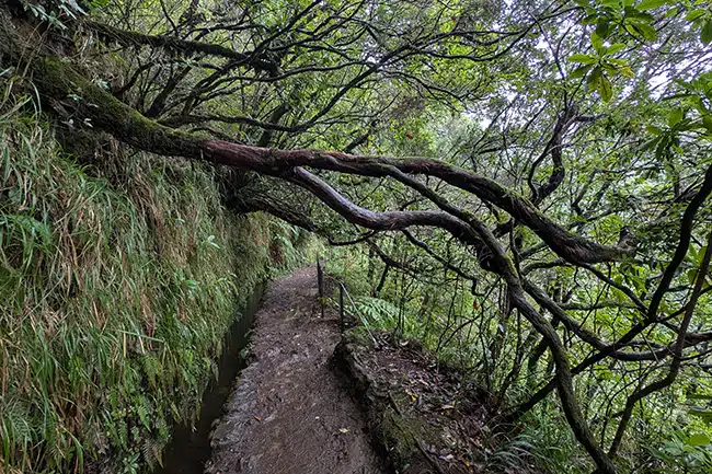 caldeirao-verde caldeira verde, madeira