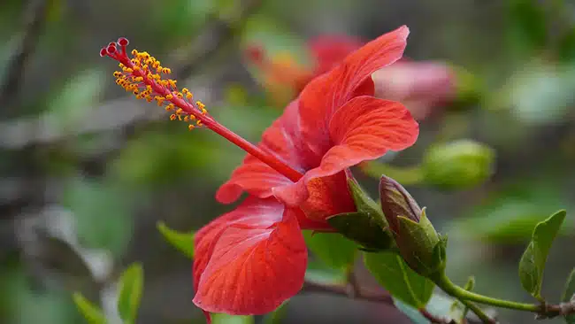 hibiscus-7287983_1280