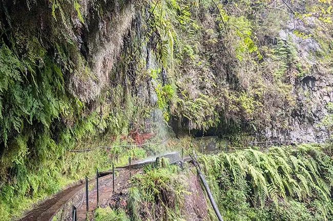 levantadaRey levantada del rey, madeira
