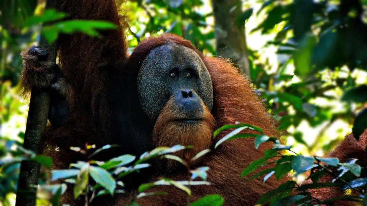 Orangután en libertad en el bosque de Bukit Lawang (Sumatra)