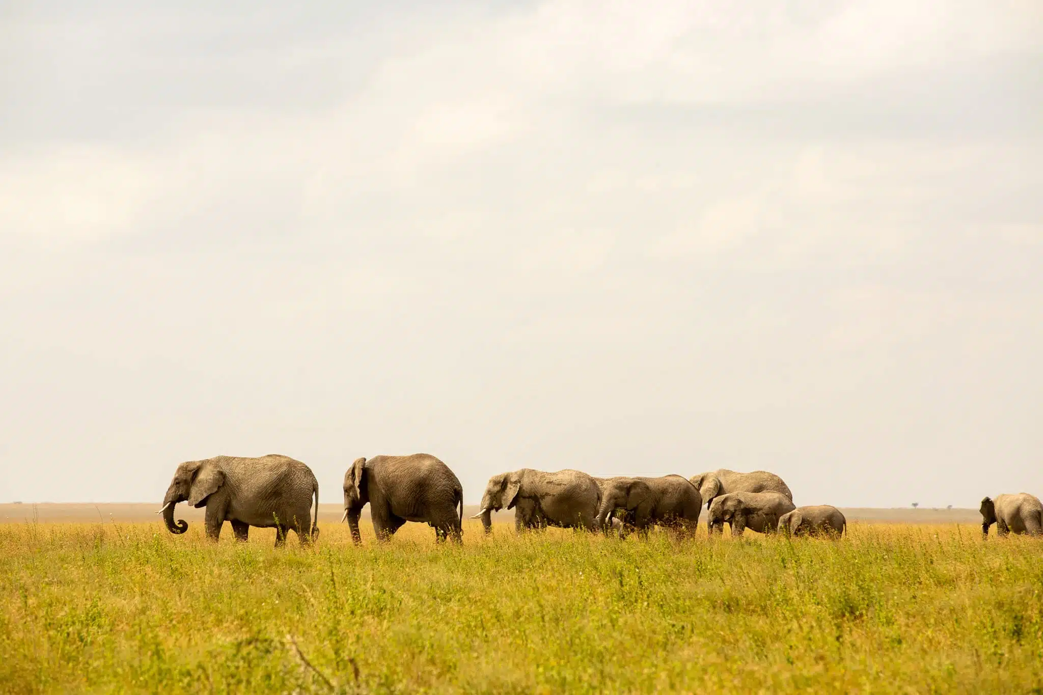 Safari en Tanzania en grupo
