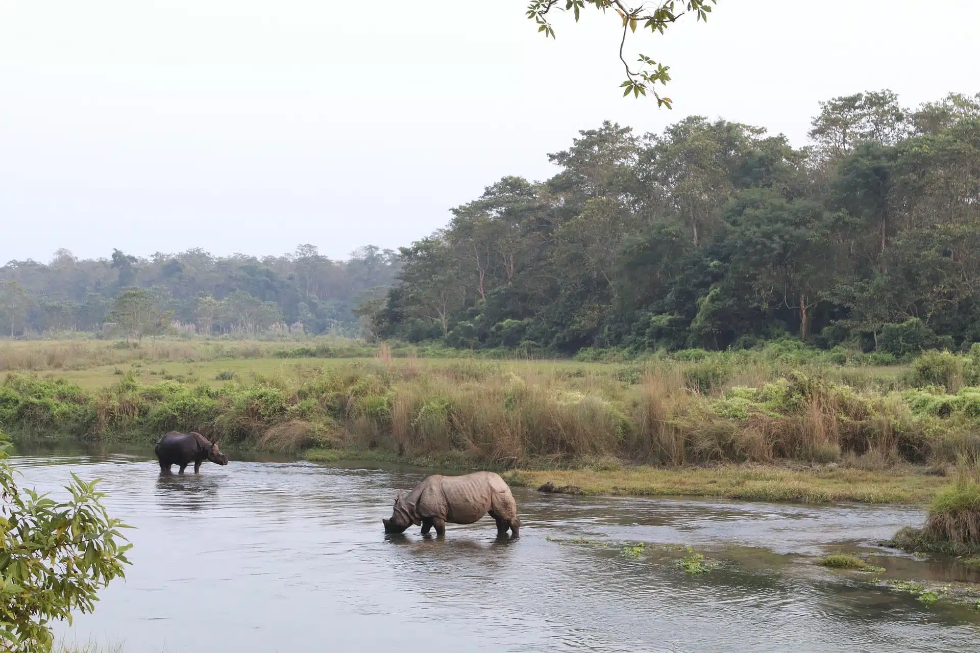 rinoceront durant safari al parc nacional de Chitwan
