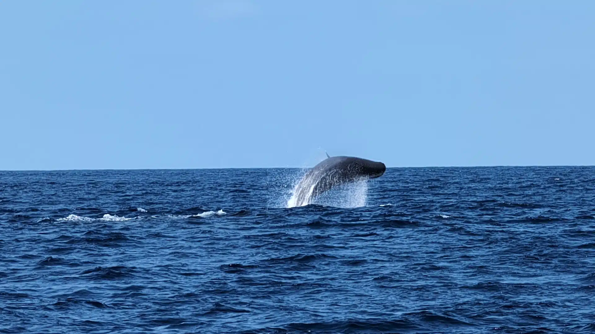 Ballena saltando en Pico, Azores