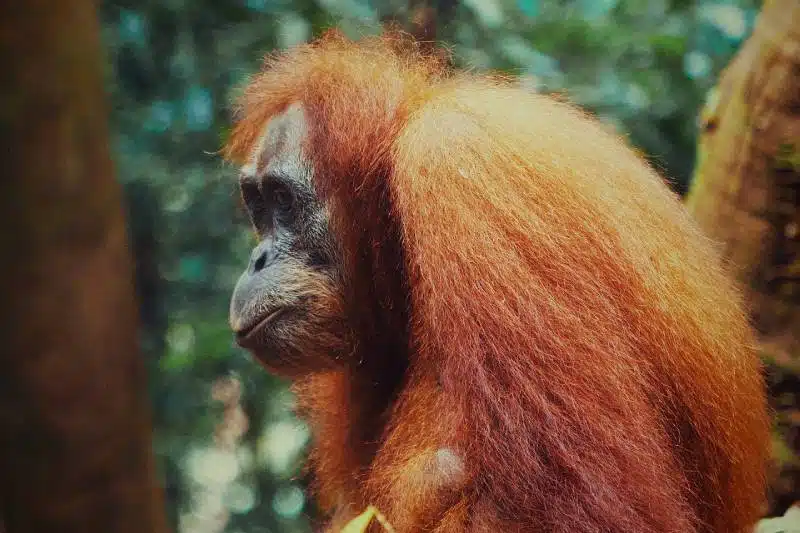 Orangután en portada para artículo de maleta para Indonesia