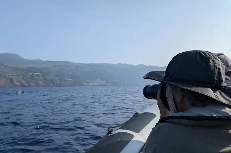 observación de cetáceos